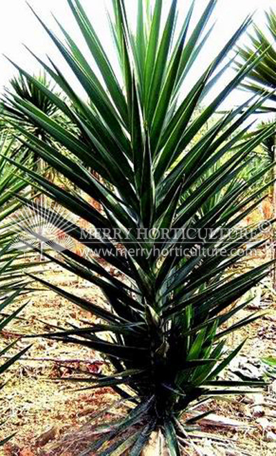 Yucca elephantipes